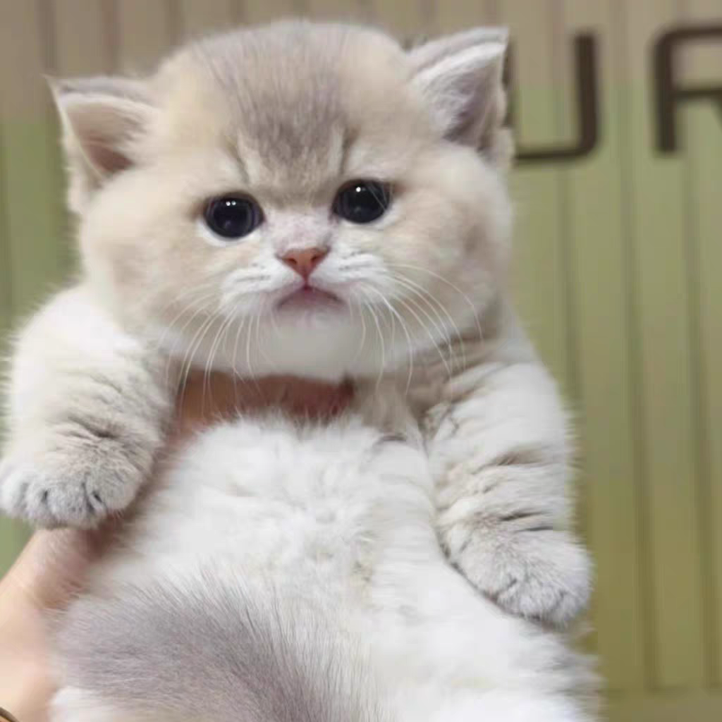 猫舍直销批发价格出售蓝金渐层